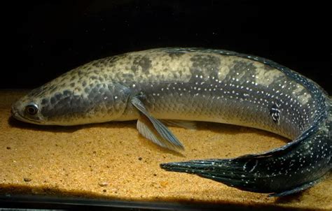 Channa marulius – Bullseye Snakehead (Ophicephalus marulius, Ophiocephalus pseudomarulius ...