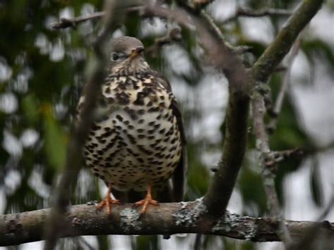 Photo Mistle Thrush Turdus Viscivorus