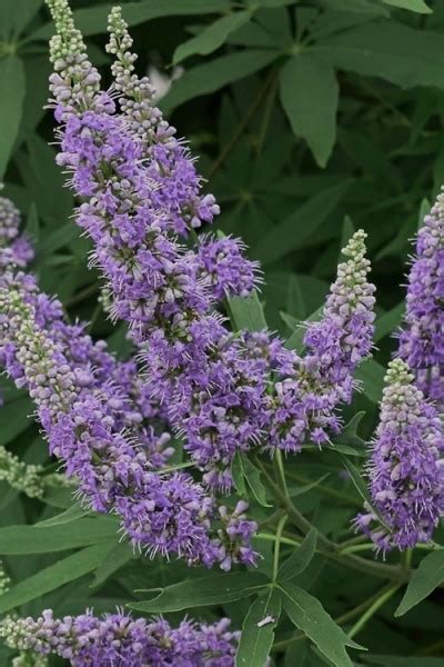 Growing The Shoal Creek Chaste Tree Vitex Agnus Castus Perennial