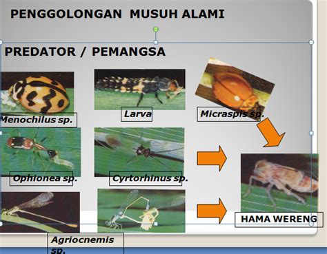 Apa Itu Agensia Hayati Hortikultura Pacitan