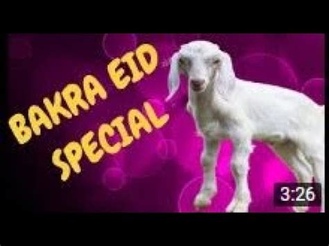 Bakra Eid Ki Tyarian Sitara Vlogs YouTube