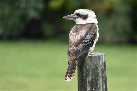 Kookaburra Australia Pájaro Martín Foto gratis en Pixabay Pixabay