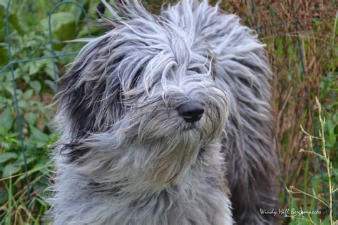 Bergamasco Sheepdog Breed Info