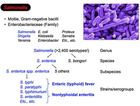 B W L Bacterial Enteric Pathogens Ii Salmonella Shigella Listeria