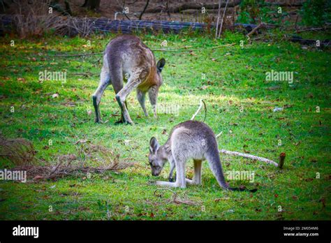 Canguro Canguros Fotograf As E Im Genes De Alta Resoluci N Alamy