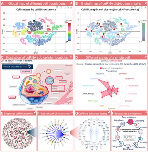 Feature And Utility Of Lncecell A For Each Scrna Seq Dataset