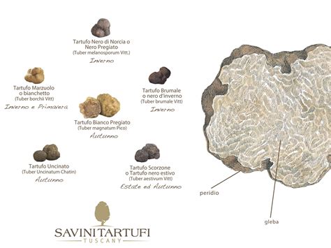 Un Approfondimento Sul Tartufo Fresco