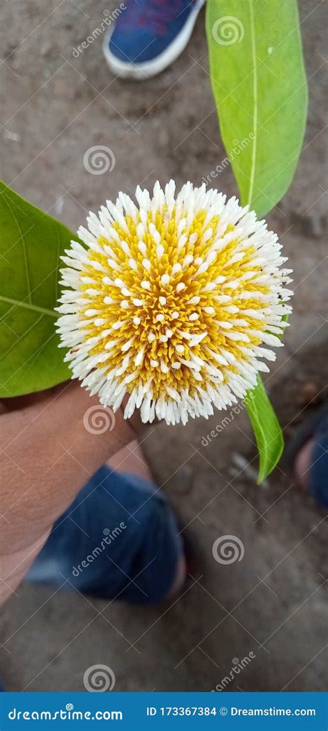 This is a cadam flower stock photo. Image of buityfull - 173367384