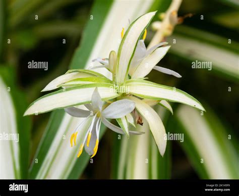 White Flower And Variegated Evergreen Foliage Of A Developing Offset Of The Popular Spider Plant