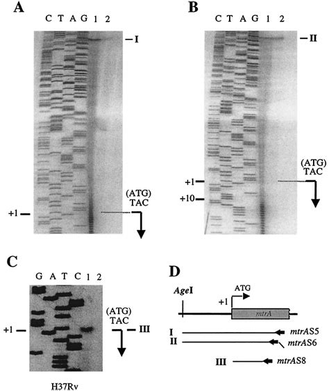 S1 Nuclease Mapping And Primer Extension Analysis Of The Mtra Promoter Download Scientific