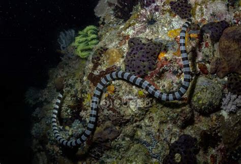 Coral reef snake - Stock Photos, Royalty Free Images | Focused