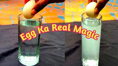 Floating Egg Experiment Egg Water And Salt Science Experiment Youtube