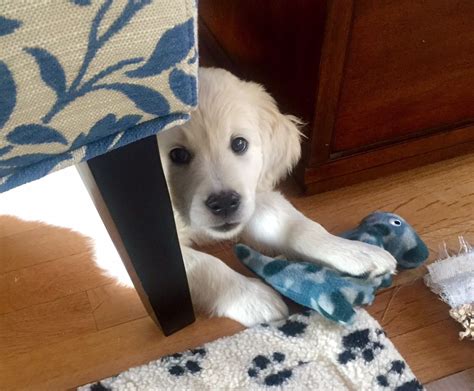 Golden Retriever Litter Golden Retriever White Puppy Love Washington