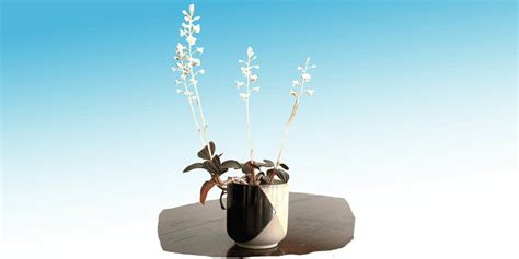 Jewel Orchid: Plant Care & How to Grow | Plantcarefully