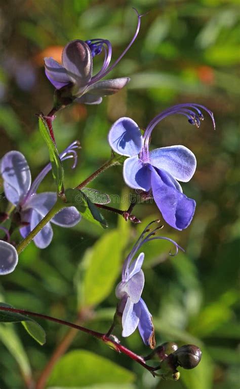 Rotheca Myricoides Es Un Arbusto Tropical Con Bonitas Flores Azules