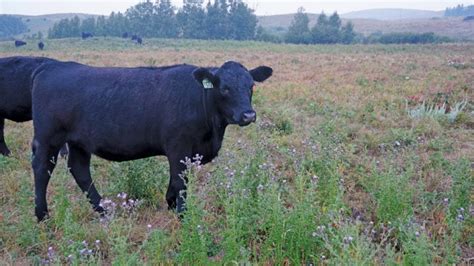 Canadian Cattle Herd Numbers Continue Their Long Decline Alberta