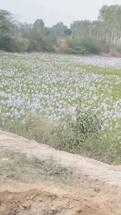 Water Hyacinth Terror Of Bengal Youtube