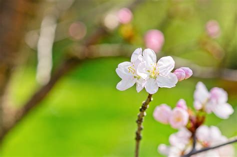 Sakura Bunga Sakura Jepang Foto Stok - Unduh Gambar Sekarang - Alam, Berlibur - Perjalanan ...