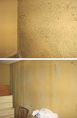 Residential Mold Removal Contractor Mold Remediation And Control In