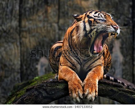 Sumatran Tiger Roar Indonesian Sumatran Tiger Stock Photo 1407133052 ...