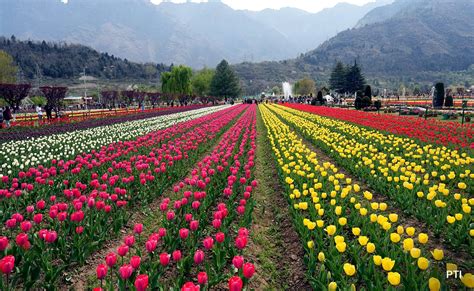 Srinagars Renowned Tulip Garden Finds Global Appeal Sets New Tourist Record As Lakhs Visit