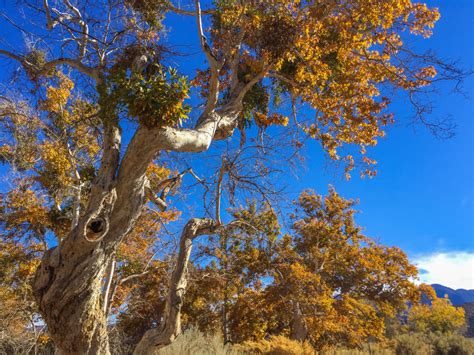 Sensational Sycamore – California Fall Color