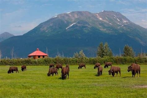 Alaska Wildlife Conservation Center — Visit Girdwood