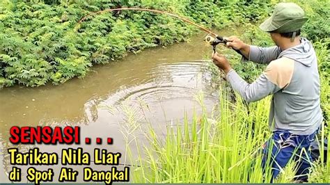 Ikan Rame Makan Mancing Nila Babon Di Air Dangkal Ii Mancing Liar