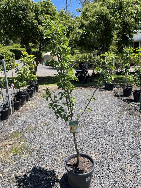 Pear Baby Face Blerick Tree Farm