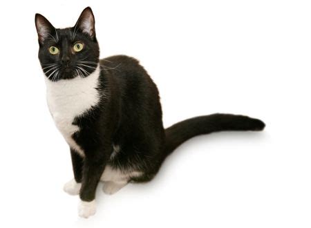 Tuxedo Cat British Shorthair Black And White Cat Breeds - Dogs And Cats ...