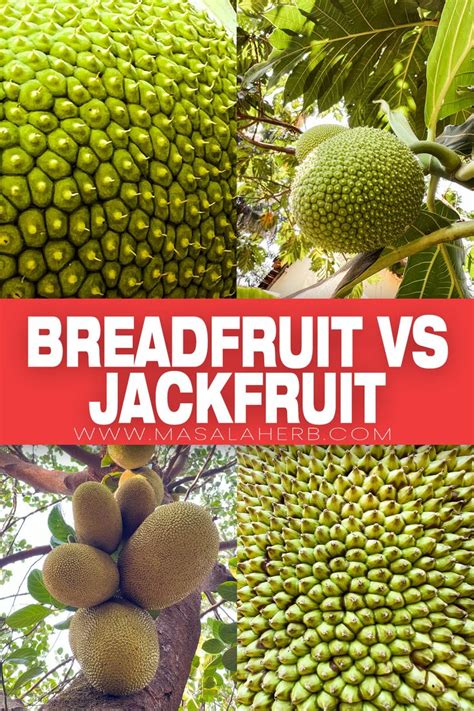 Breadfruit VS Jackfruit What S The Difference Breadfruit Jackfruit