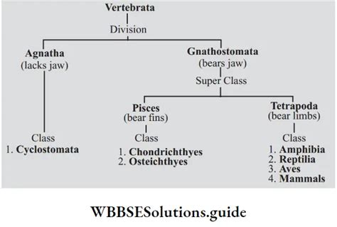 Neet Biology Class 9 Chapter 3 Diversity In Living Organisms Notes Wbbse Solutions