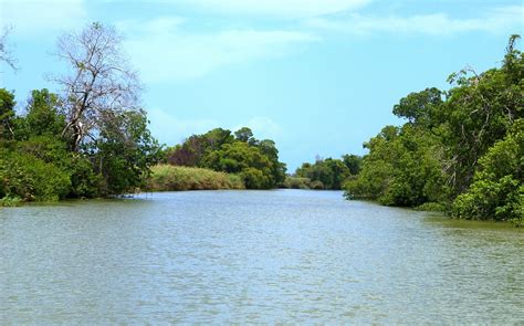 Fotos gratis árbol naturaleza lago estanque vehículo rápido