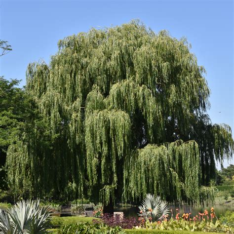 Babylon Weeping Willow Indy Plants