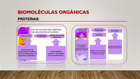 PROTEINAS Linda Milena León Gómez uDocz