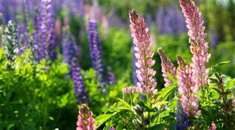 11 Common Problems With Lupines