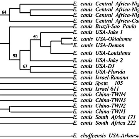 Phylogenetic Tree Based On The E Canis Gp36 The Tree Shows That Our