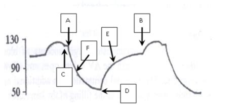 Bio 305 Exam Review Sheet Flashcards Quizlet