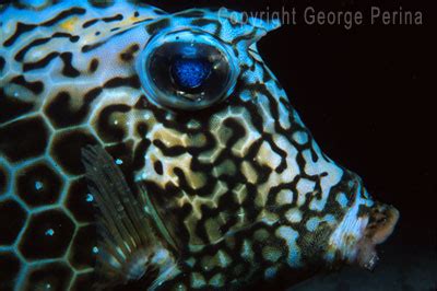 George Perina Photography: Cowfish