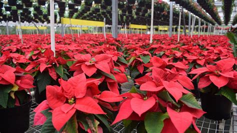 Pascuas navideñas Guía para cuidar y revivir la magia de esta planta