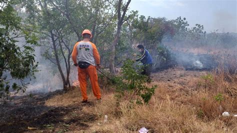 Hutan Jati Perhutani Di Situbondo Dilalap Si Jago Merah Sengaja