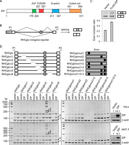 Identification Of A S U U U Tri Small Nuclear Ribonucleoprotein