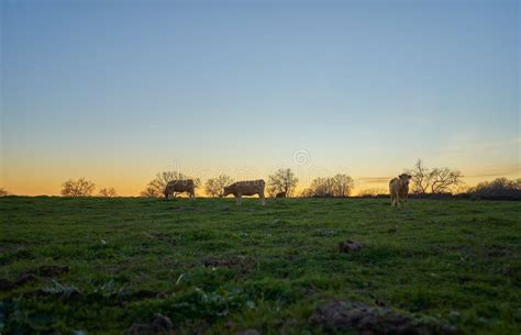 Cows in the Oak Field at Sunset Stock Image - Image of america, countryside: 171078447