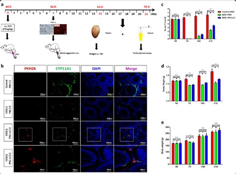 Transplantation Of Leydig Like Cells Derived From Induced Pluripotent