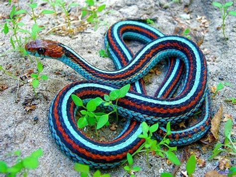 Red Sided Garter Snake Thamnophis Sirtalis Infernalis Pretty Snakes