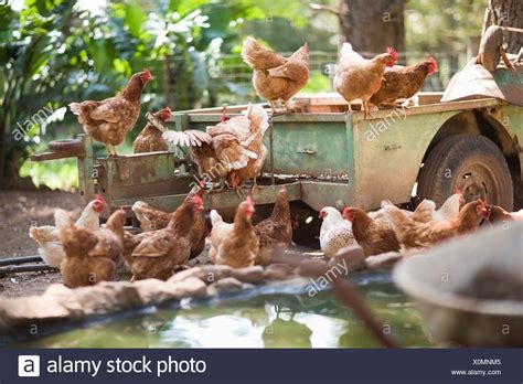 Chicken Poultry Truck High Resolution Stock Photography And Images Alamy