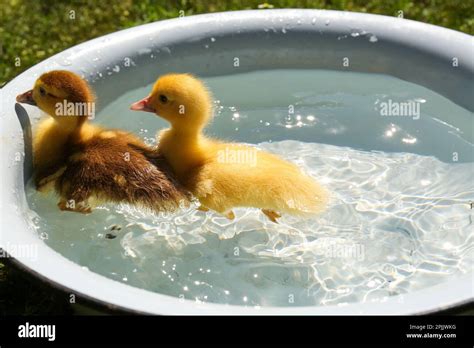 cute fluffy ducklings swimming  metal basin outdoors stock photo alamy
