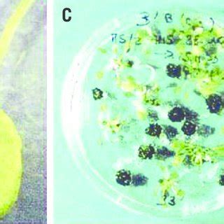 Morphological Differences Between Wild Type And Bul Mutant A T Dna