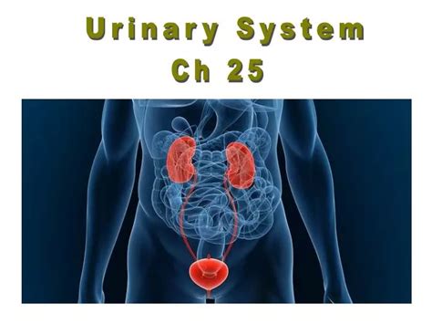 Ppt Urinary System Powerpoint Presentation Free Download Id 6678528