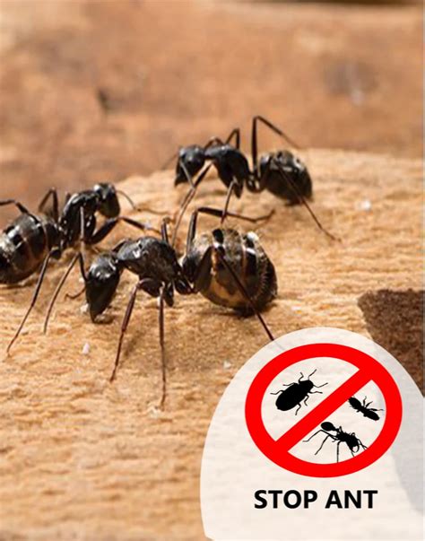 Ant Pest Control Services At Rs 1000sq Ft Ants Pest Control Service